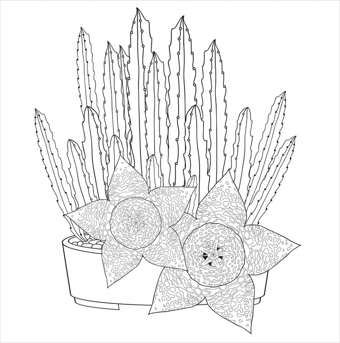 Colouring Book - Succulents
