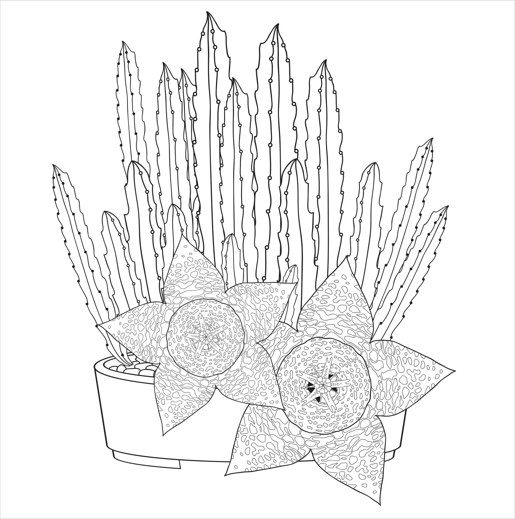 Colouring Book - Succulents