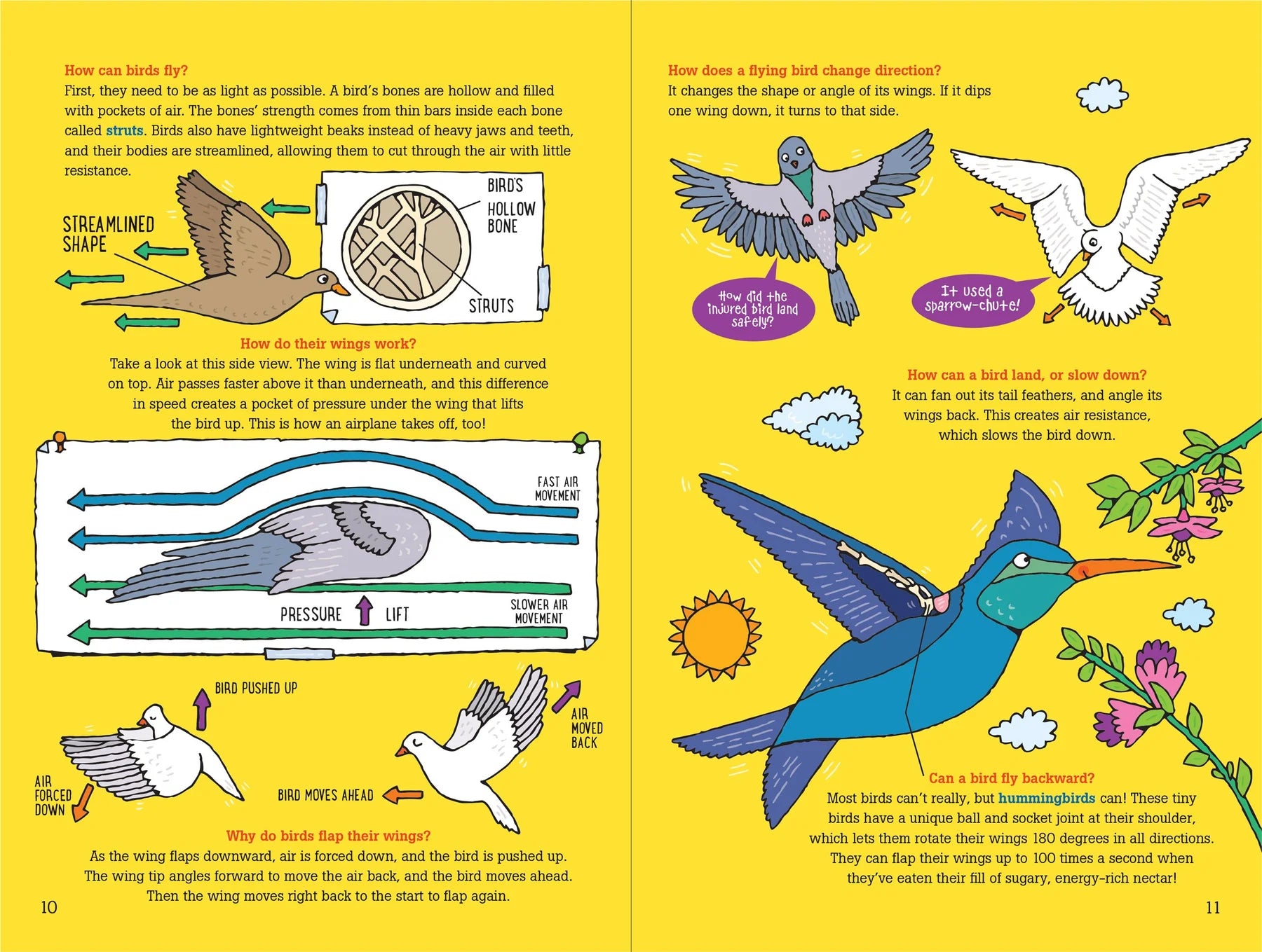 100 Questions about Birds