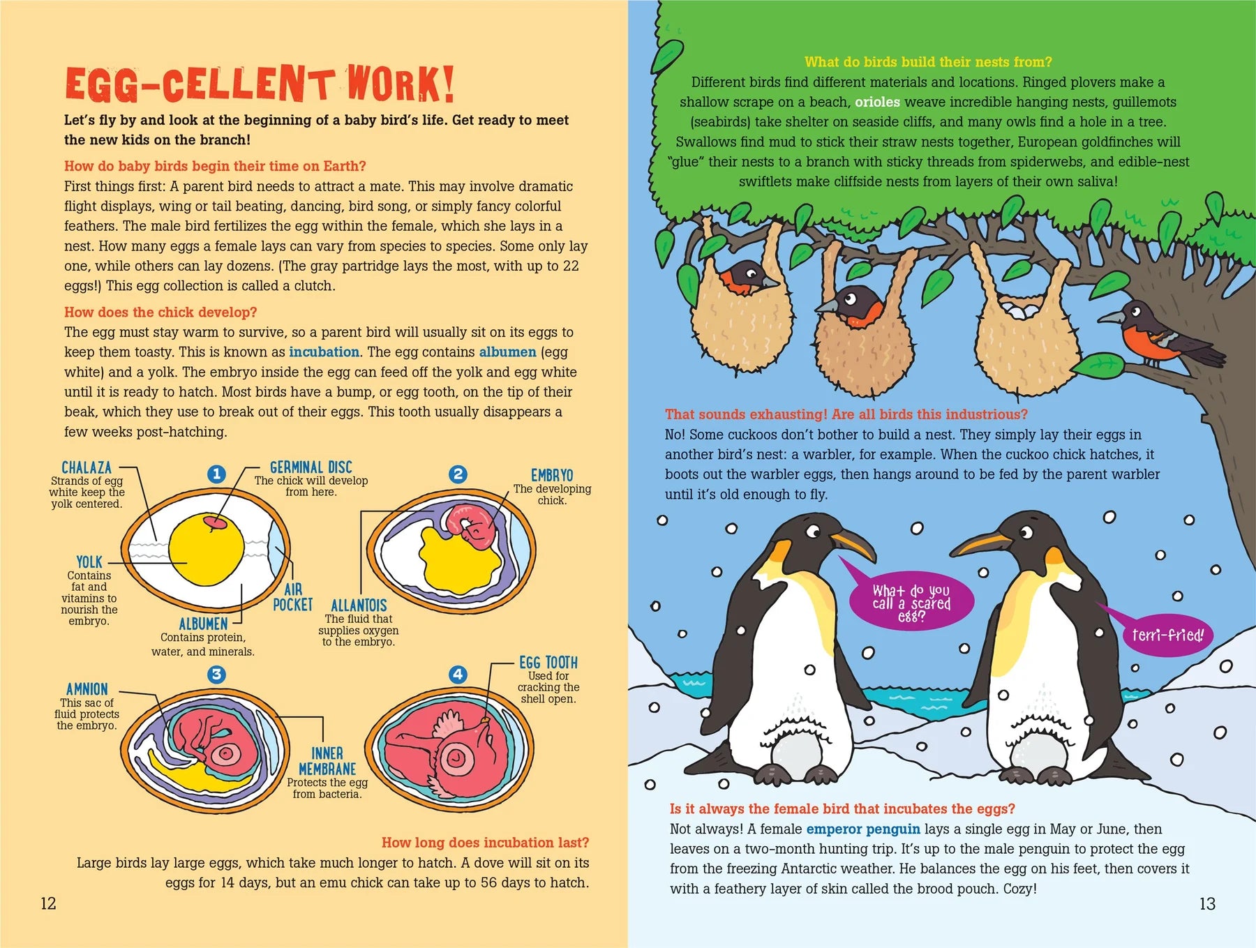100 Questions about Birds
