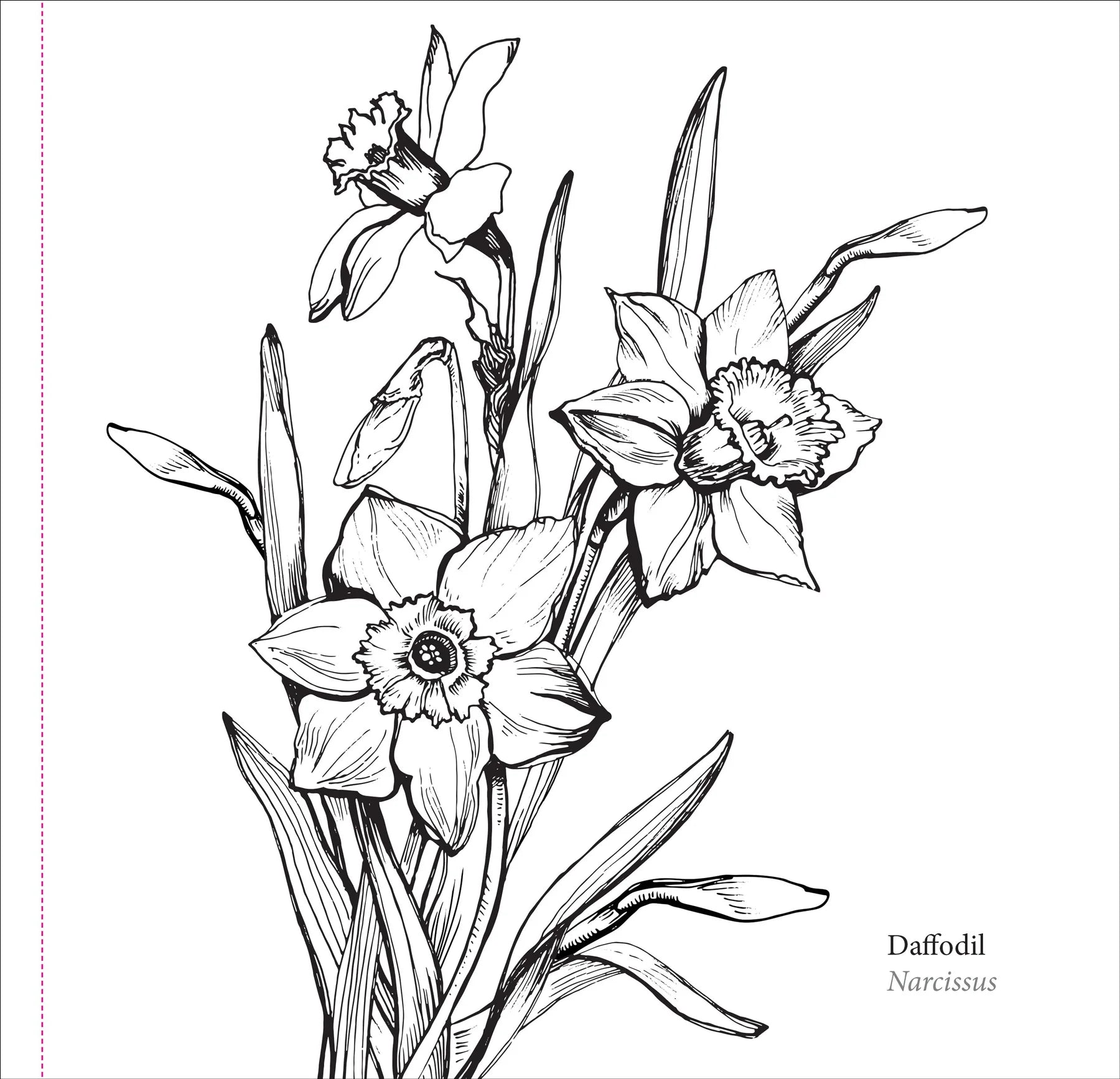 Colouring Book - Spring Blooms