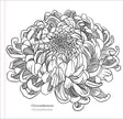 Colouring Book - Spring Blooms