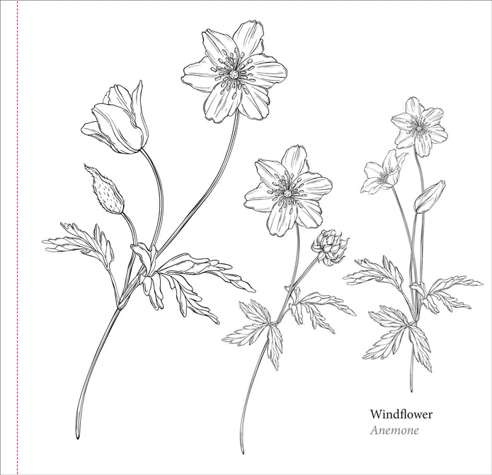 Colouring Book - Spring Blooms