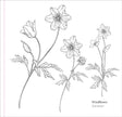 Colouring Book - Spring Blooms