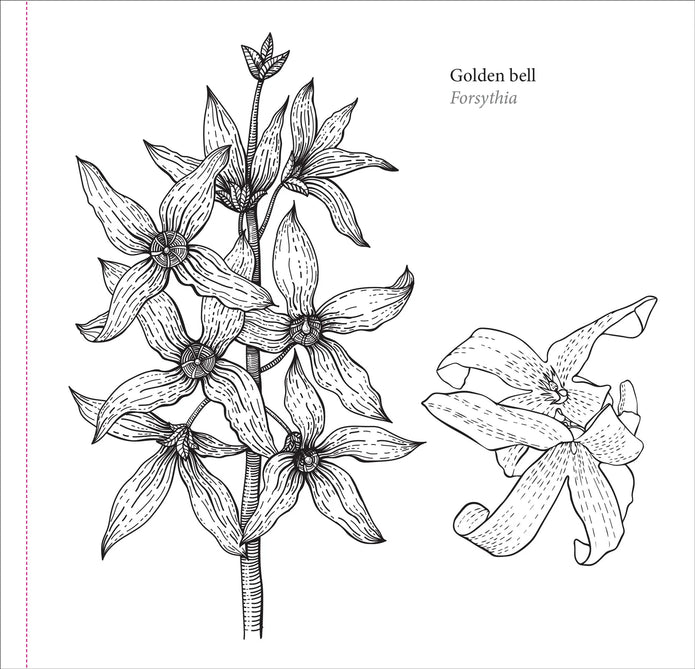 Colouring Book - Spring Blooms
