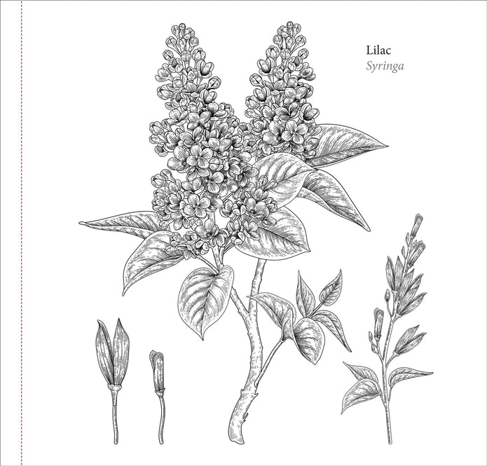 Colouring Book - Spring Blooms