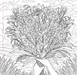 Colouring Book - Wildflowers