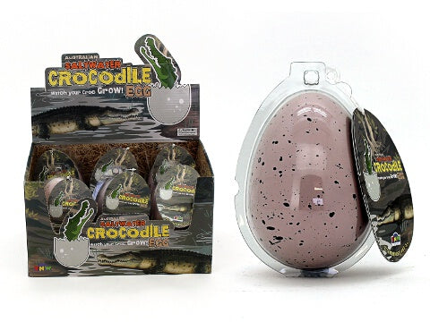 LARGE GROW SALTWATER CROC IN EGG