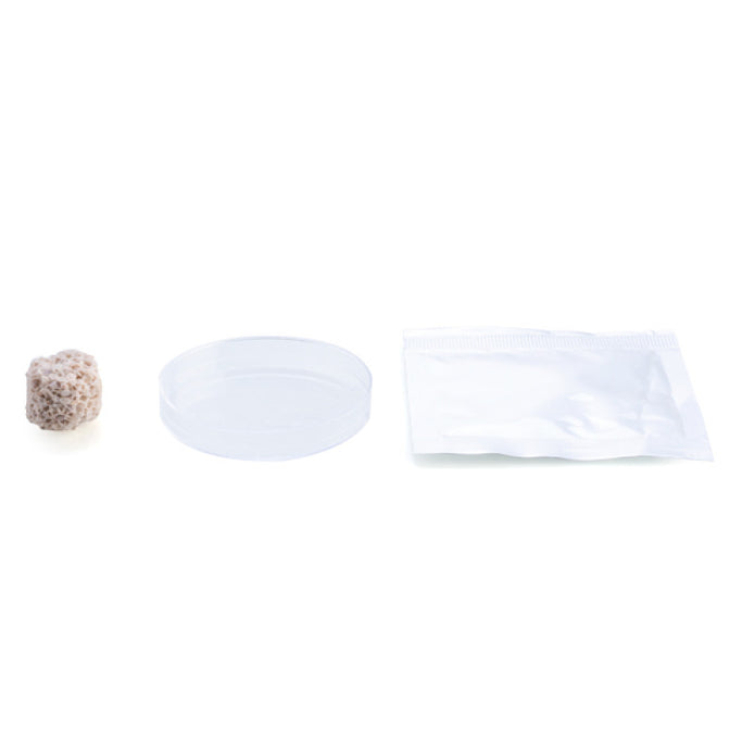 Grow Coral Reef Magic Rock - Sensory Kingdom