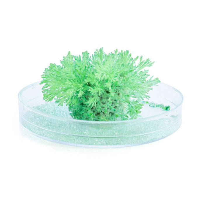 Grow Coral Reef Magic Rock - Sensory Kingdom