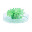Grow Coral Reef Magic Rock - Sensory Kingdom