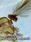Online Discovery - Cells