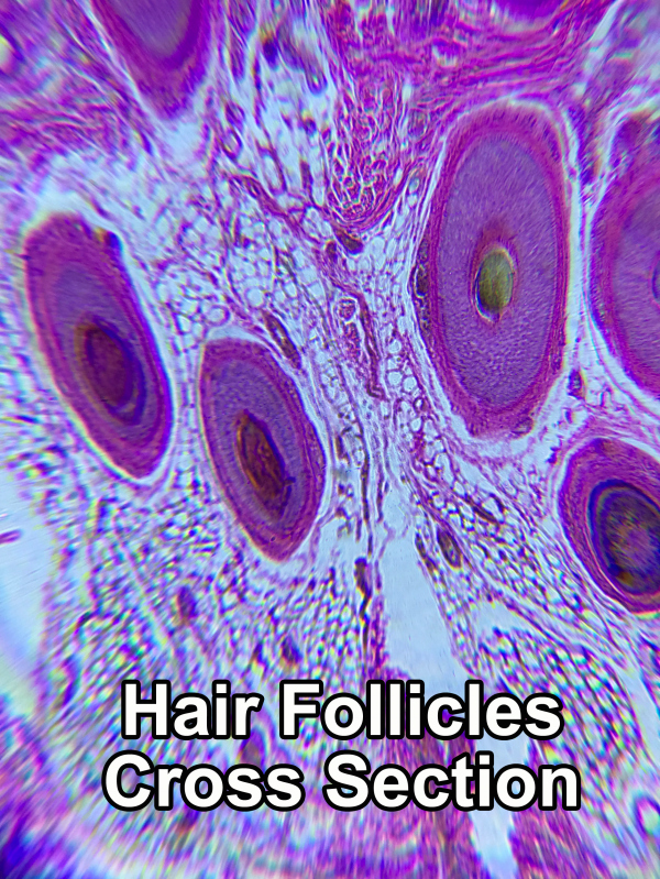 Online Discovery - Cells